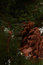 شجرة كريسماس كولورادو مضاءة